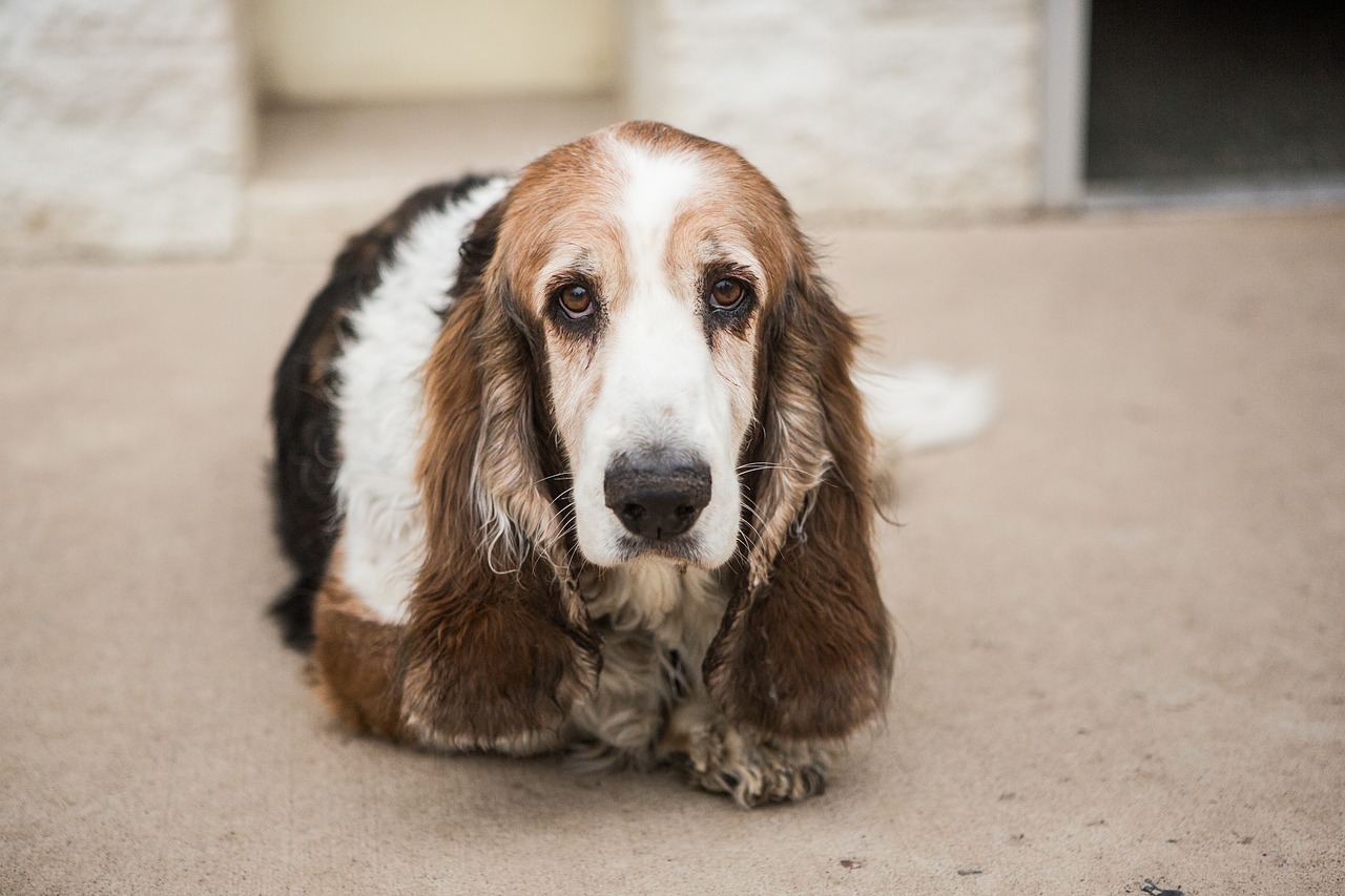 basset hound, dog, pet