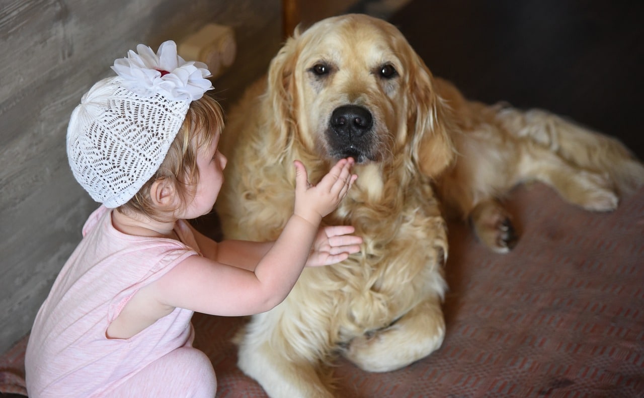 dog, girl, retriever