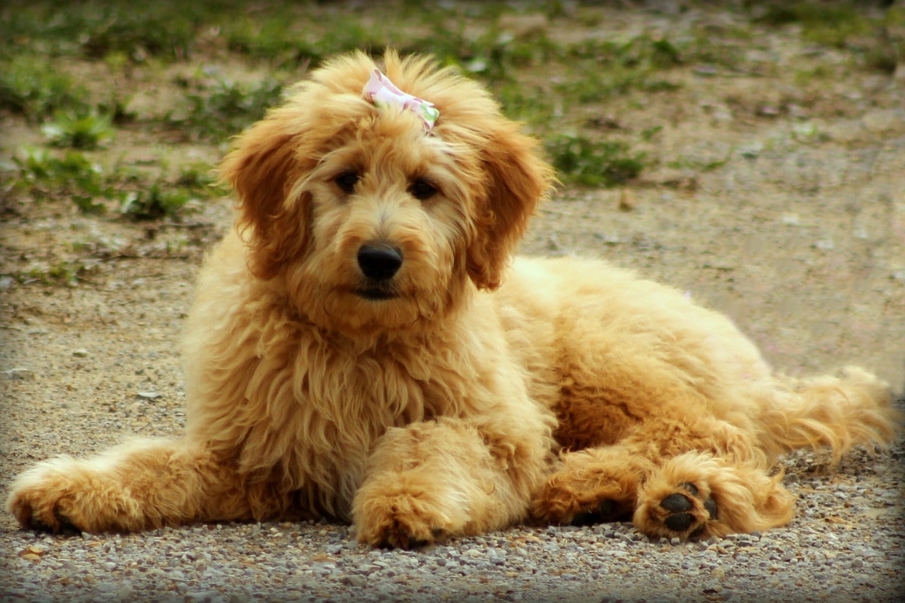 goldendoodle, dog, puppy