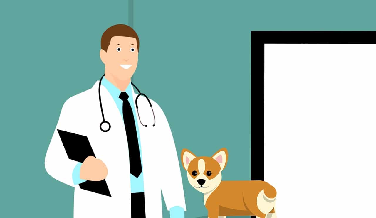 vet, doctor, dog