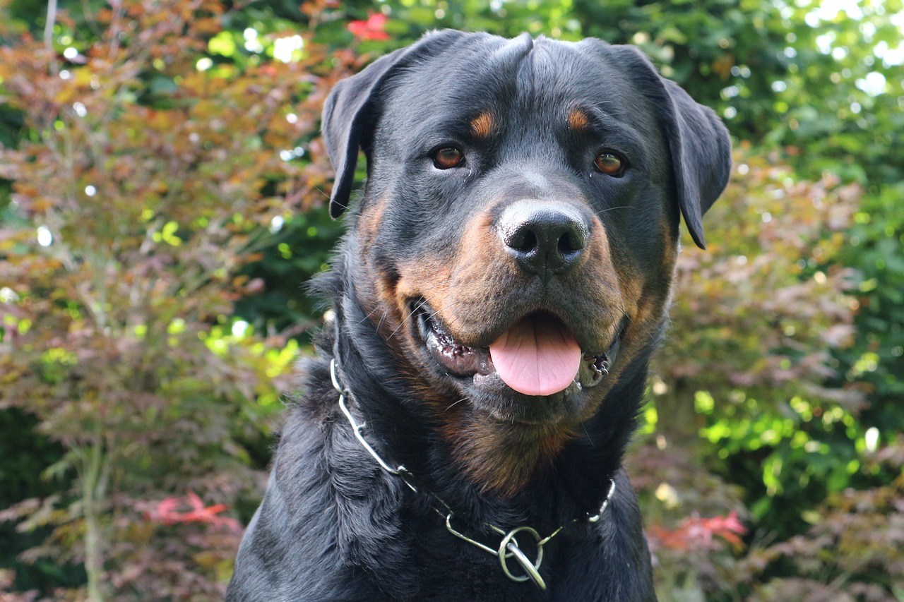 dog, rottweiler, animal