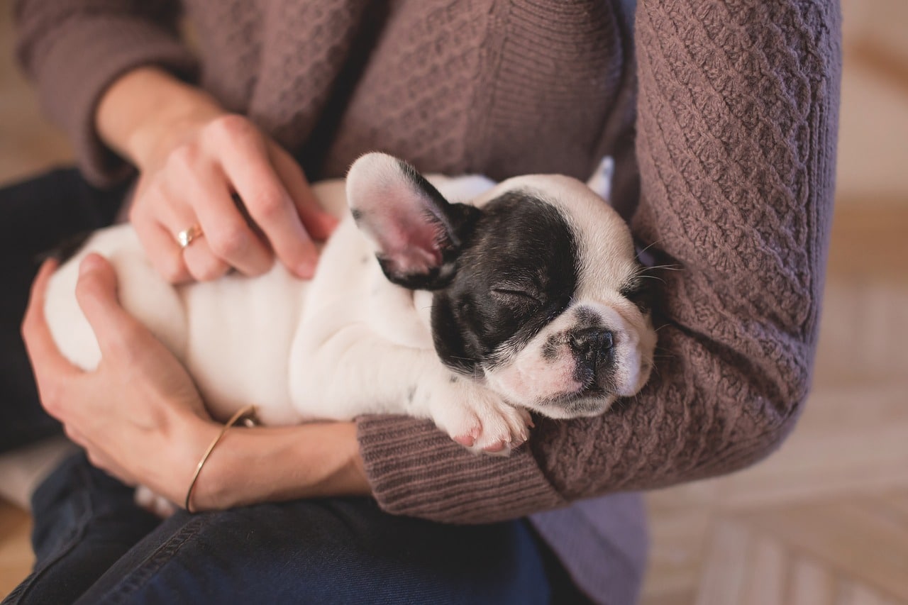 animal, bulldog, canine