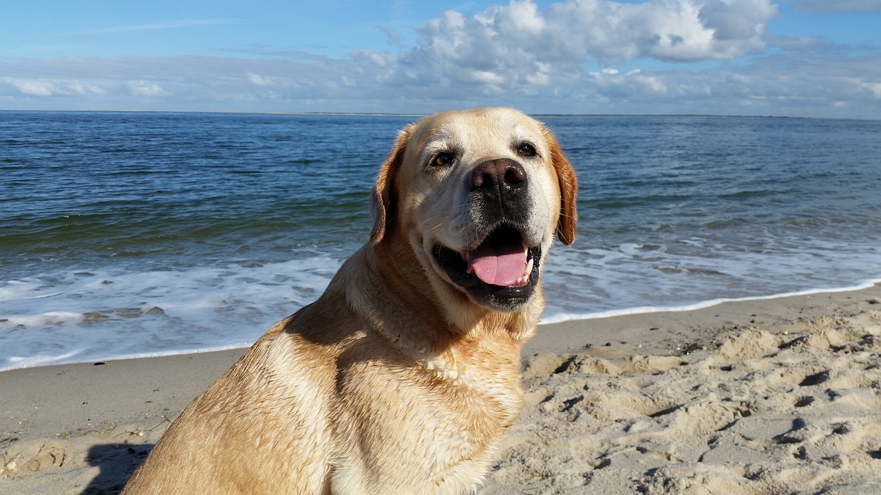 labrador sea, labrador beach, labrador holidays