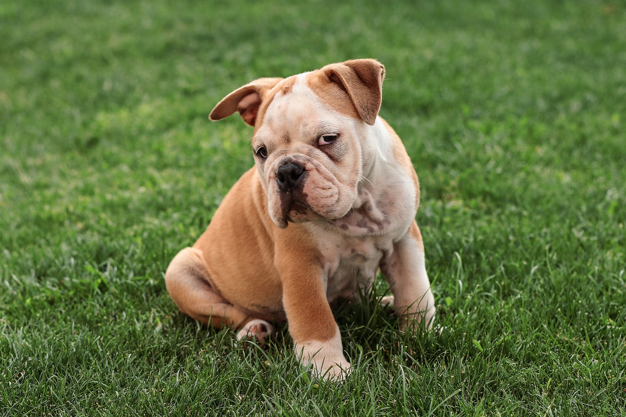 english bulldog, dog, sweet