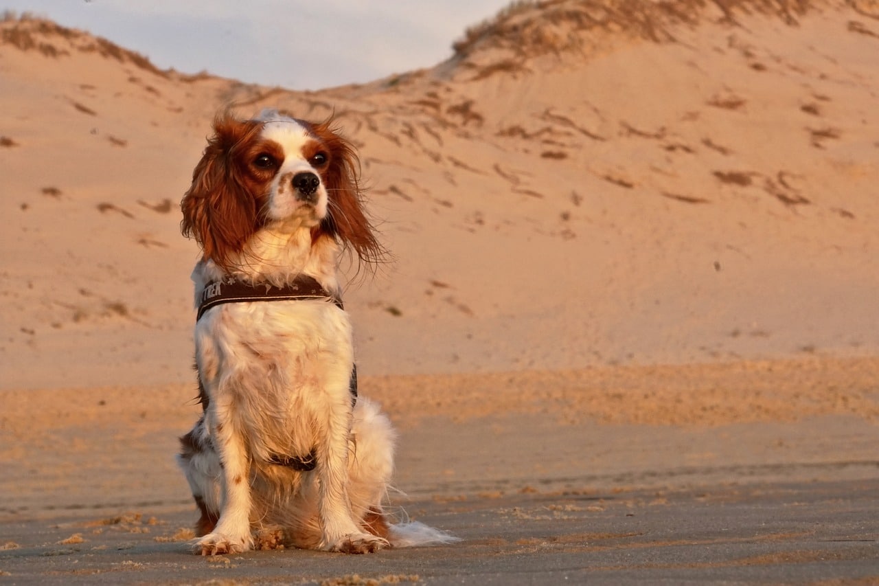 dog, cavalier king charles, cute