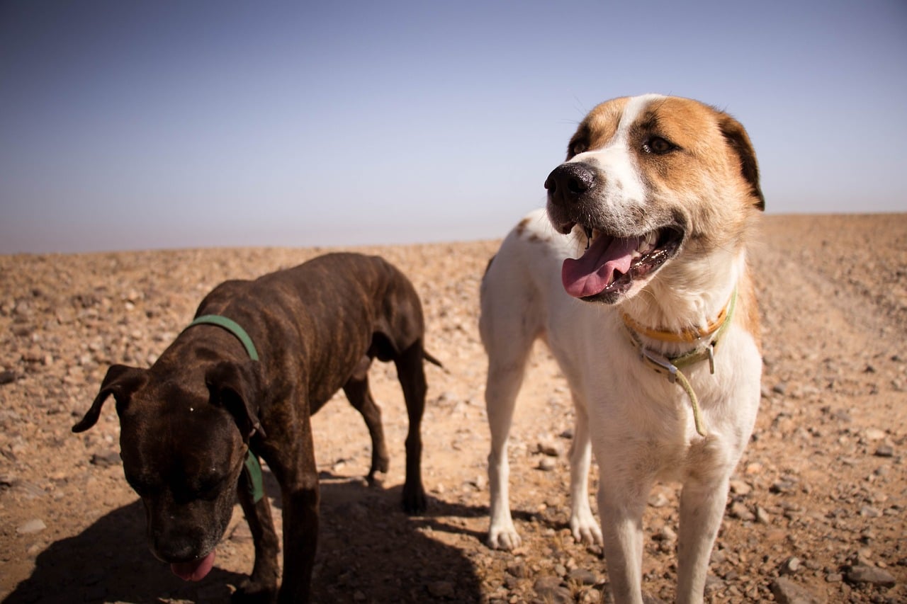 dogs, nature, sun