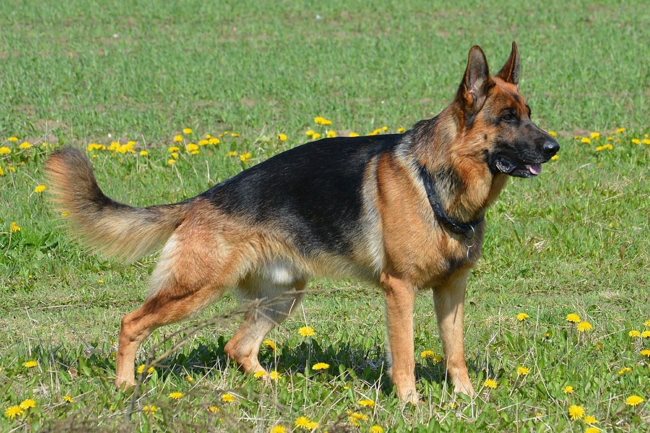 german shepherd, shepherd, almind