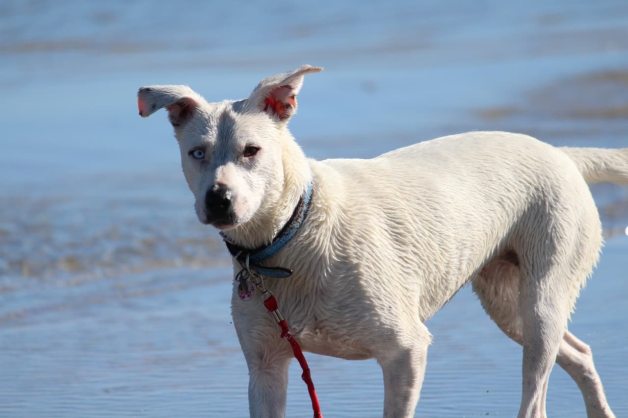 dog, sea, beach