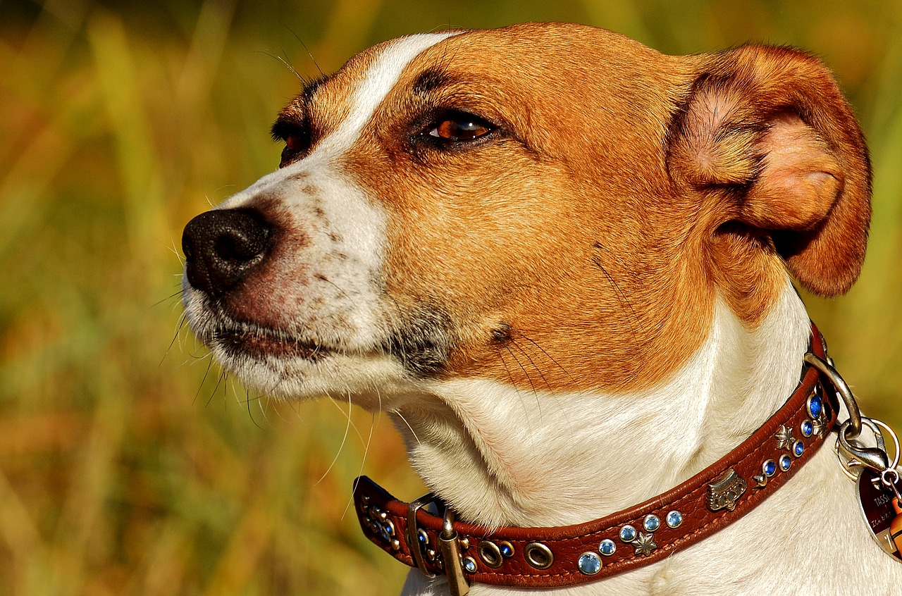 jack russell, terrier, dog