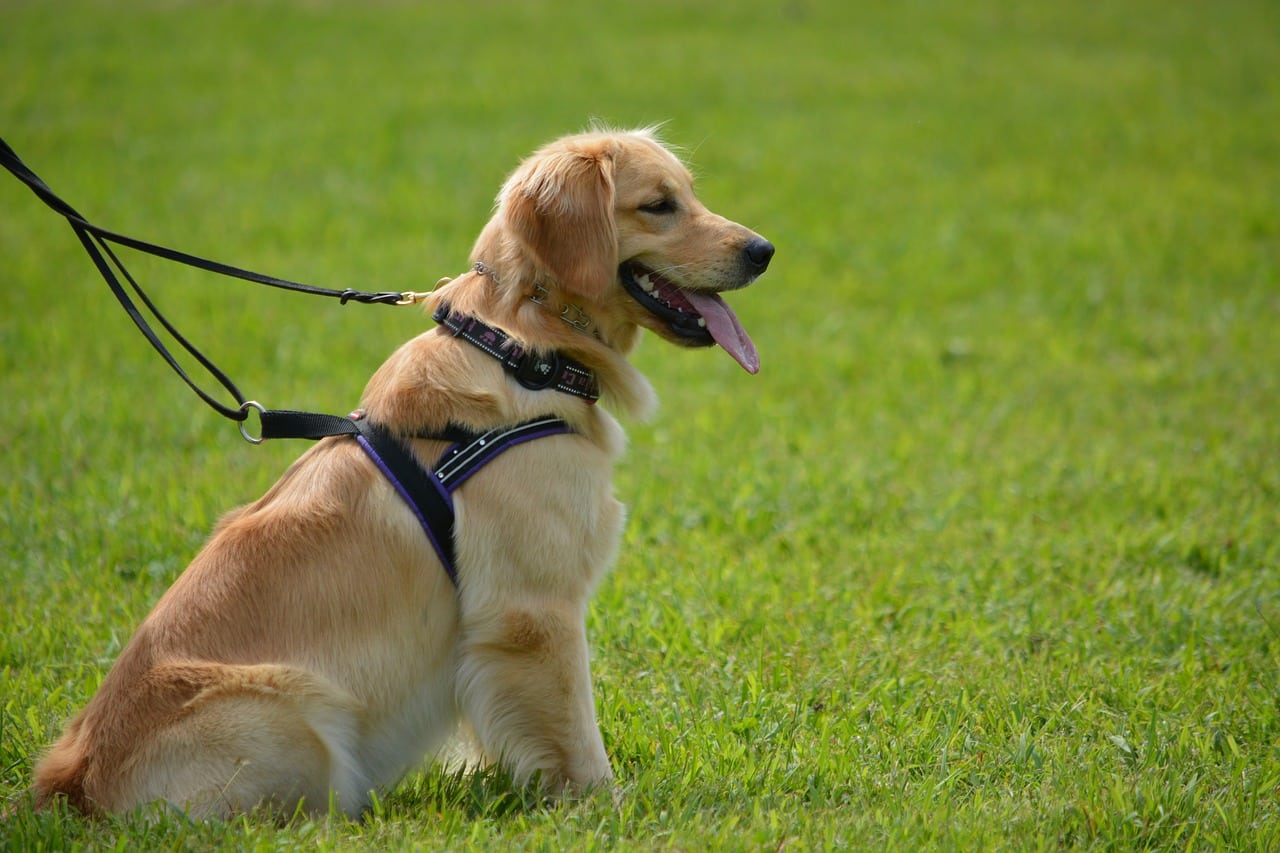 golden retriever, pet, dog