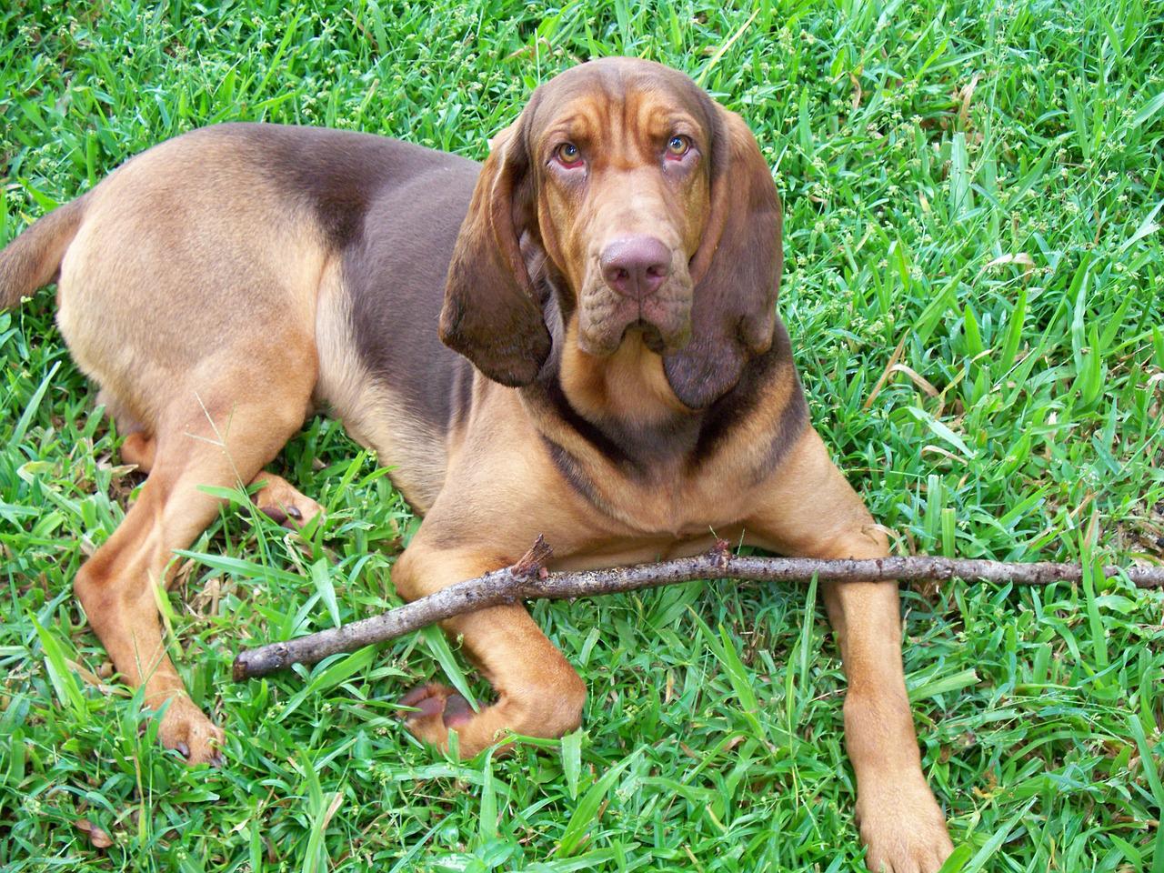 bloodhound, dog, liver