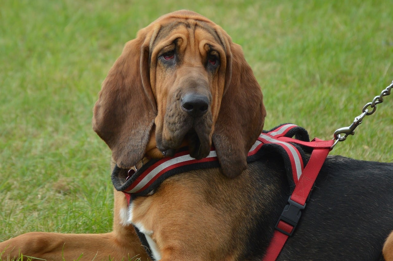 dog, bloodhound, hunt