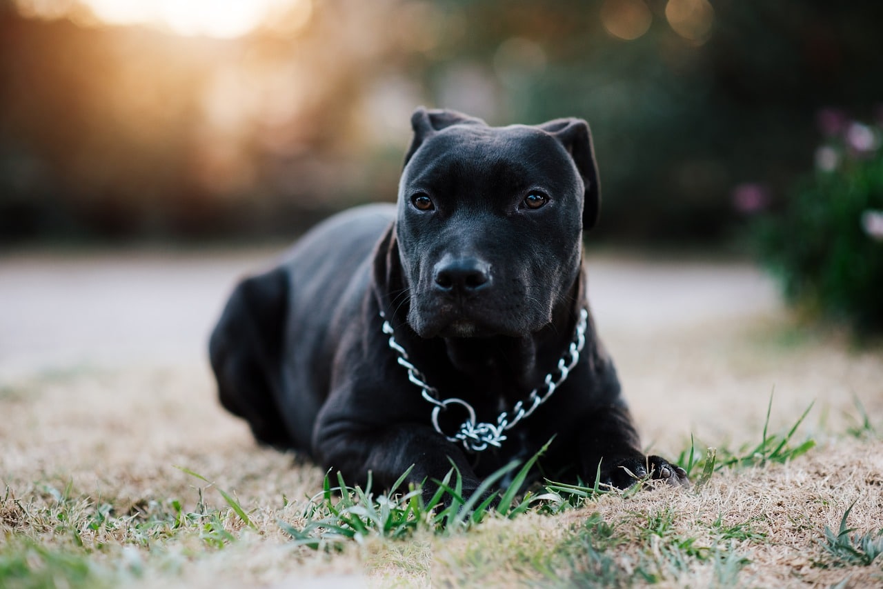 pit bull, dog, black dog