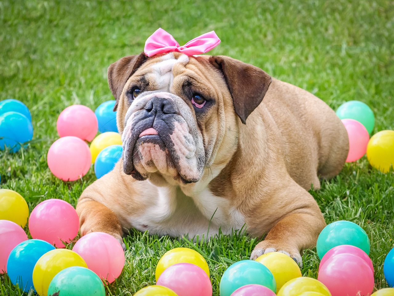 bulldog, cute, easter