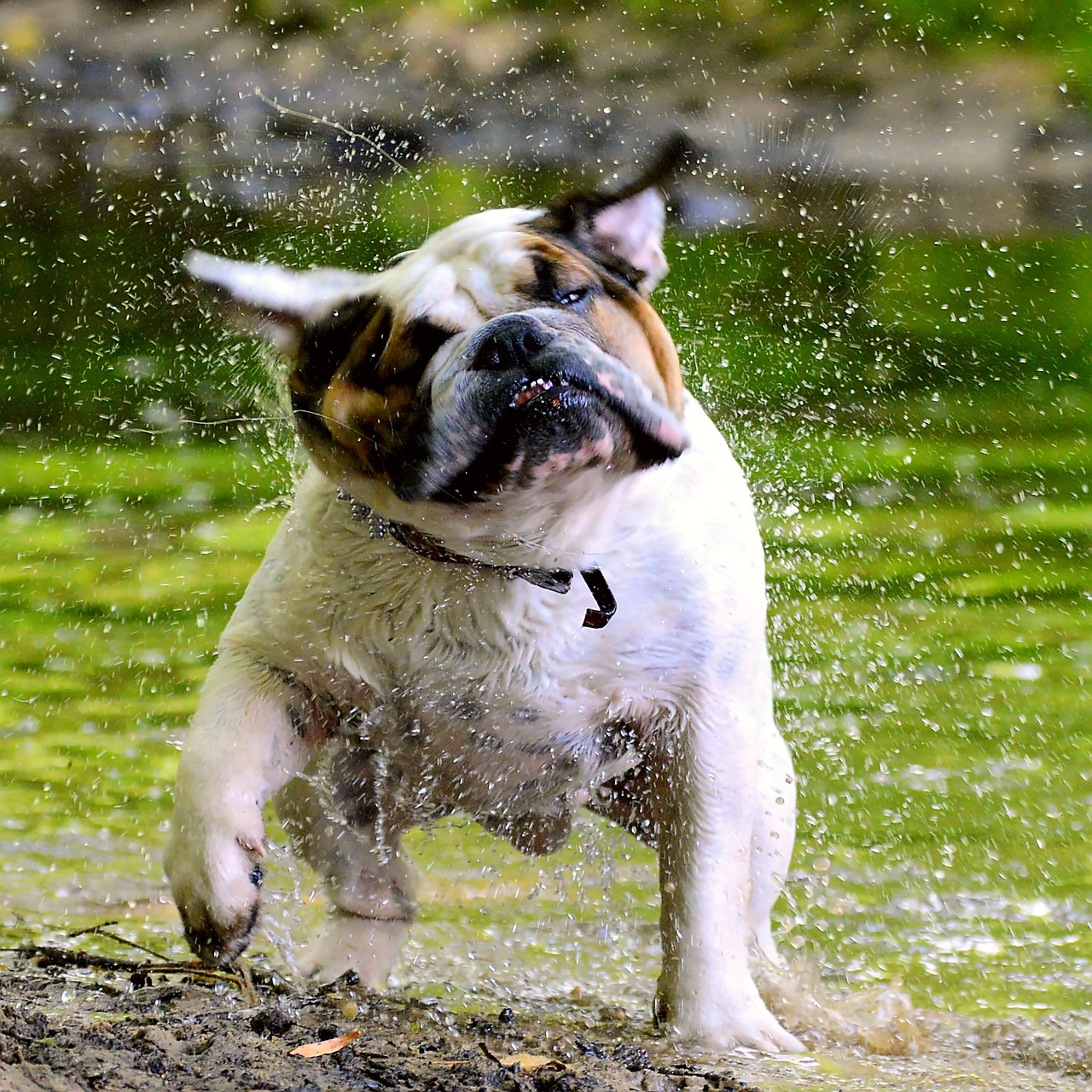 bulldog, english people, water