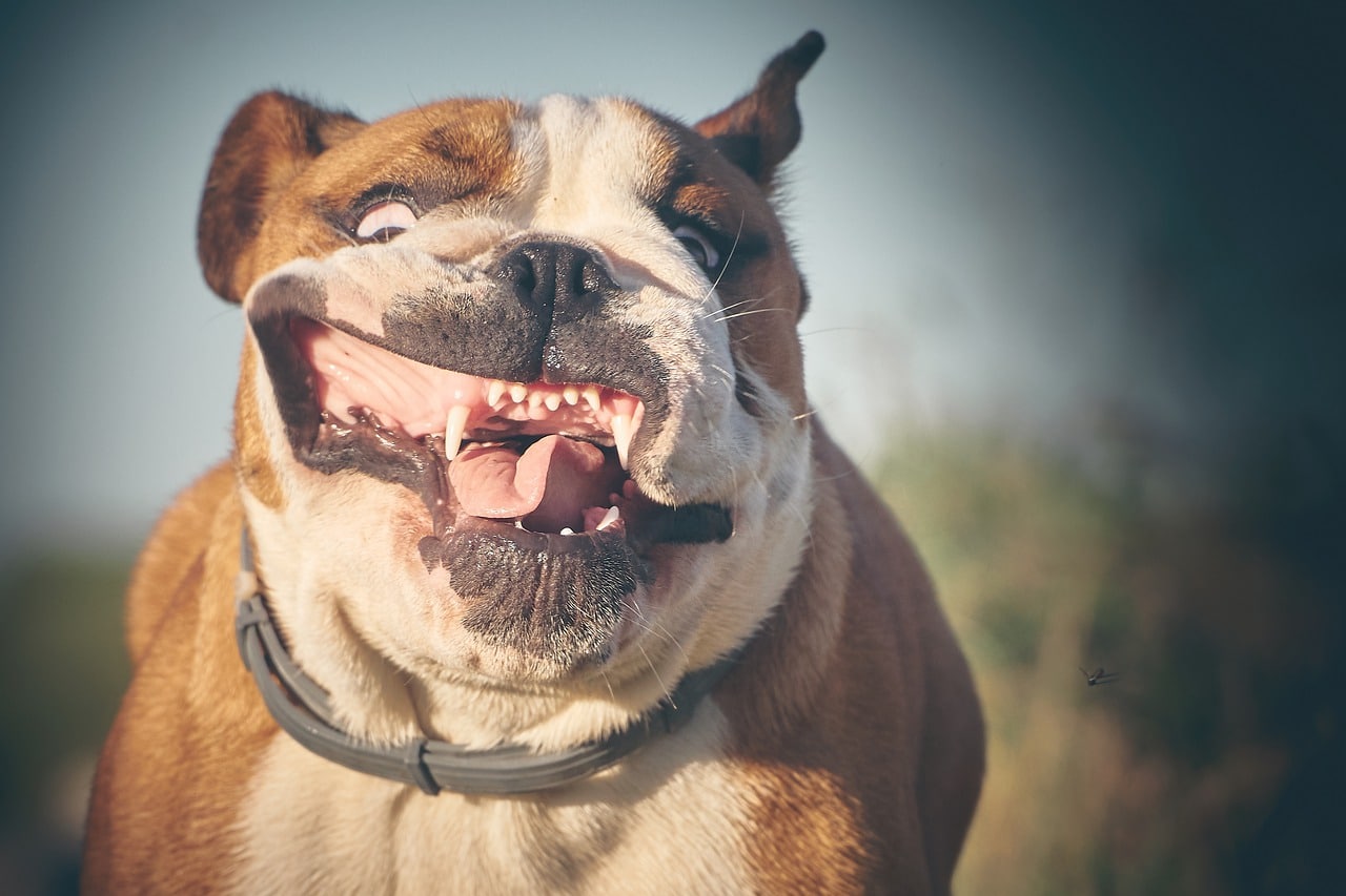 english bulldog, bulldog, smile