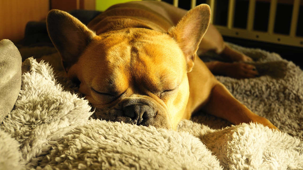 french bulldog, dog, sleeping