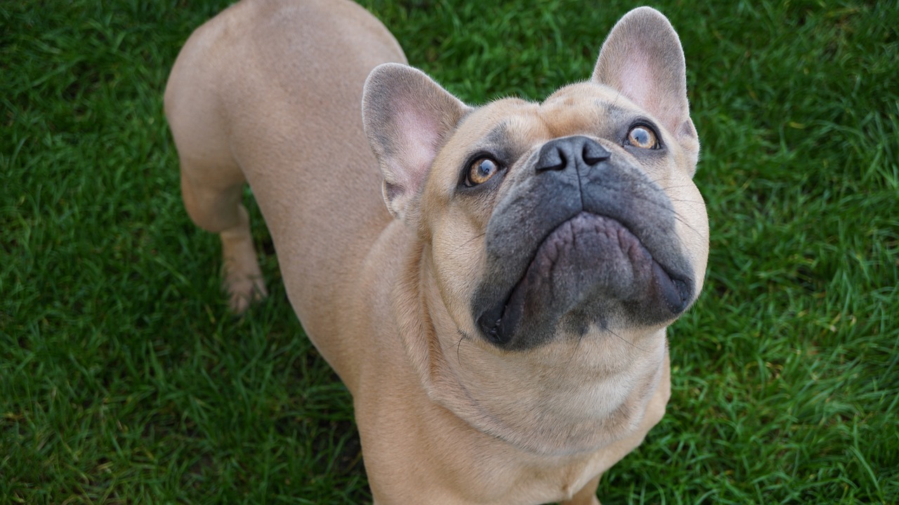 french bulldog, iris, eyes