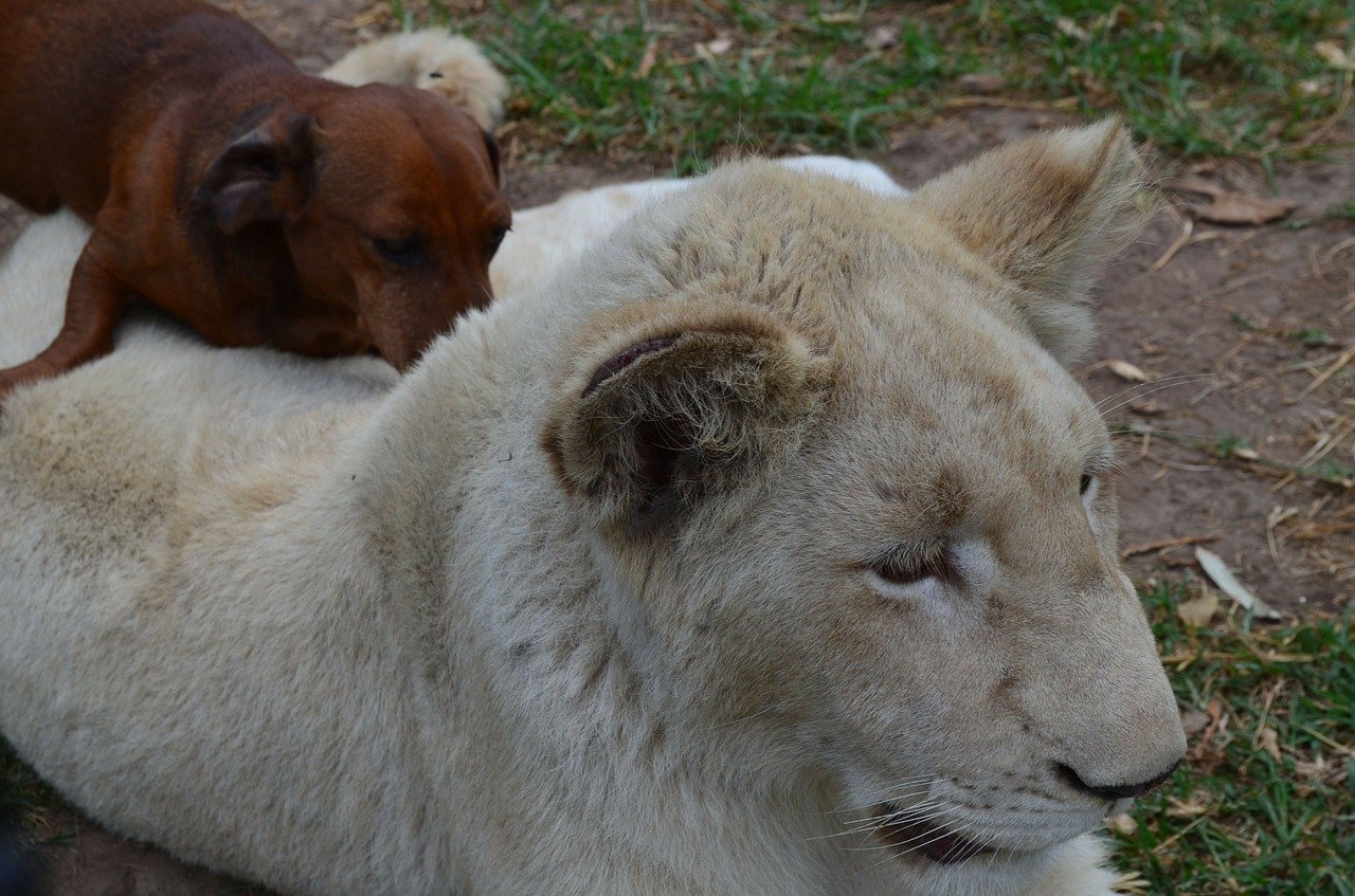 lion with dog, lion, dog